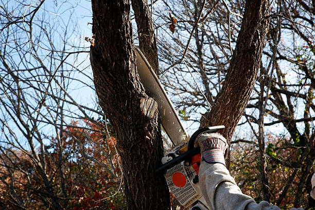 Trusted Highland Falls, NY Tree Care Experts
