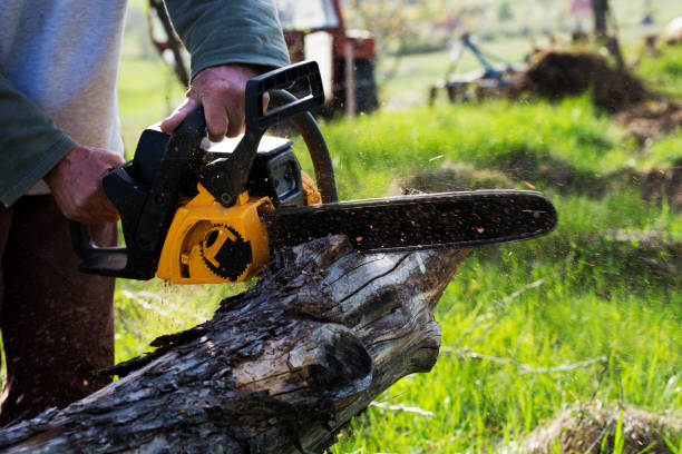 Best Stump Grinding and Removal  in Highland Falls, NY
